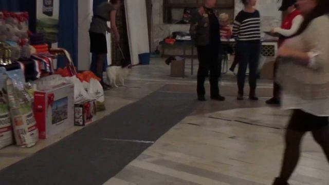 Папийон Джейме Ланистер на выставке! ЛЮ, САС смотреть онлайн