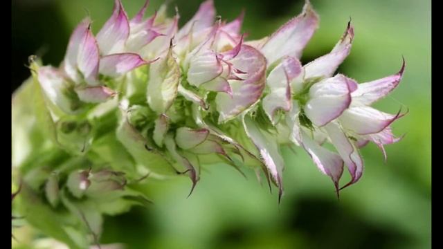 REDUCE el Estrés con la PODEROSA Planta de tu Jardín: DESCUBRE los Usos y Propiedades de la Salvia смотреть онлайн