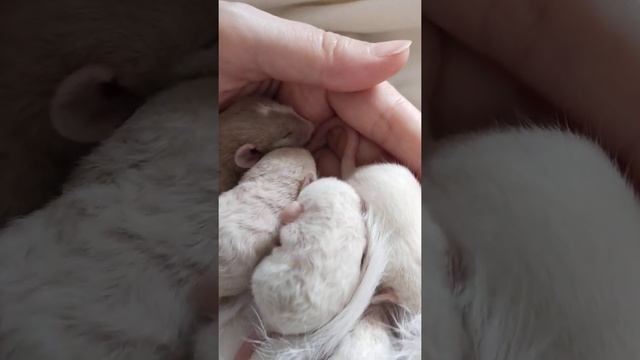 Крыса дамбо сиамская и хаски смотреть онлайн