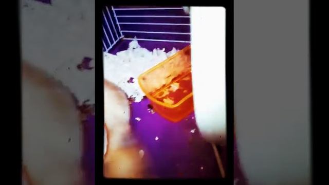 Я обожаю своего хомяка три восклицательных знака смотреть онлайн