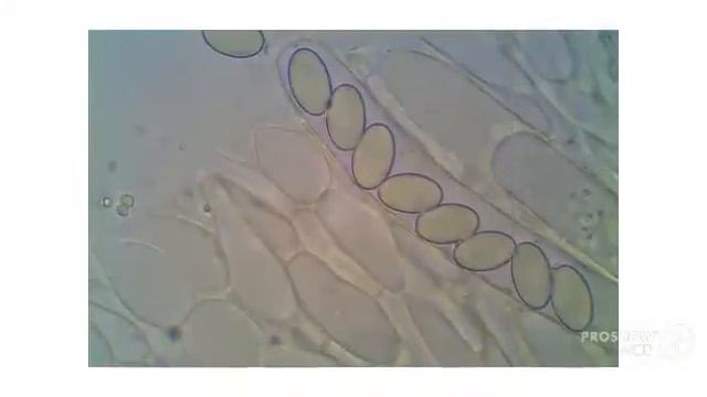 Peziza varia - fungi kingdom смотреть онлайн