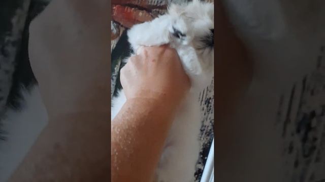 Микро Мальтезе в Корейском типе. Продажа. смотреть онлайн