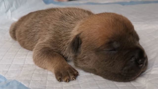 ? Супер мальчик - американский булли, голубой соболь, свободный для брони смотреть онлайн