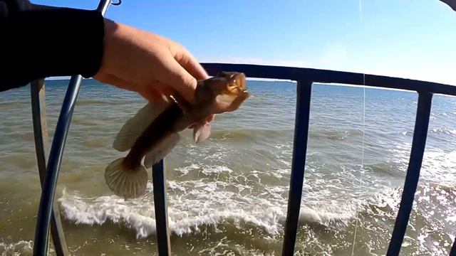 Каждый поймает такую рыбу в море ! смотреть онлайн
