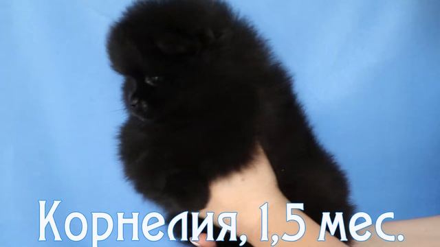 Померанский шпиц черного окраса, Корнелия смотреть онлайн