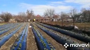 Обработка клубники весной. Фунгецид Курзат.