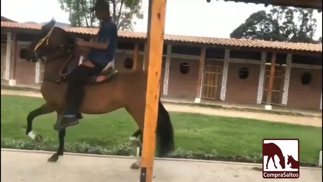 Hijos de AQUILES DE GRAN DINASTÍA. CompraSaltos смотреть онлайн