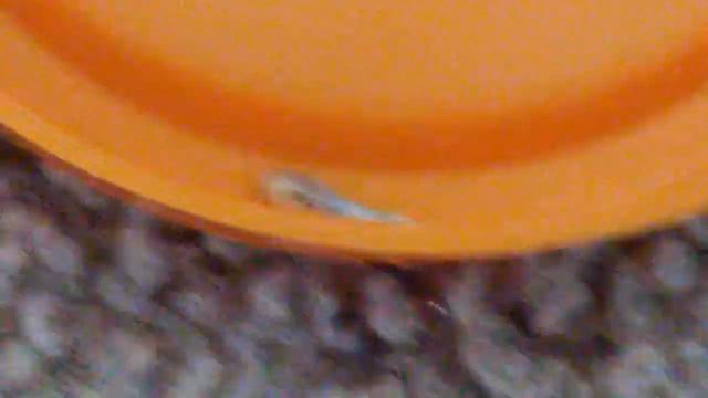 Smol Silverfish смотреть онлайн