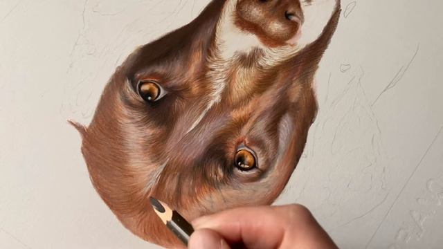 Remi the German shorthaired pointer portrait смотреть онлайн