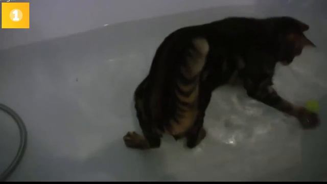 Плавающие коты floating cats смотреть онлайн