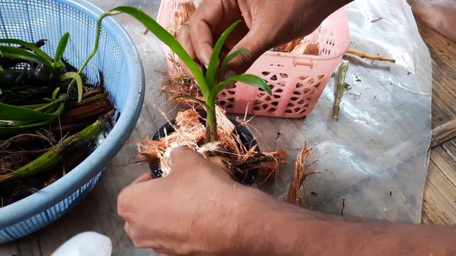 Dendrobium Hybrid orchid ৰ keikis কেনেদৰে ৰুব। смотреть онлайн