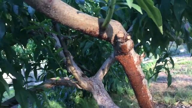 КРОВЯНАЯ ТЛЯ НА ПЛОДОВЫХ ДЕРЕВЬЯХ. смотреть онлайн