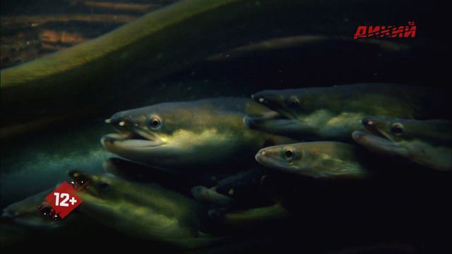 Секреты угря. смотреть онлайн