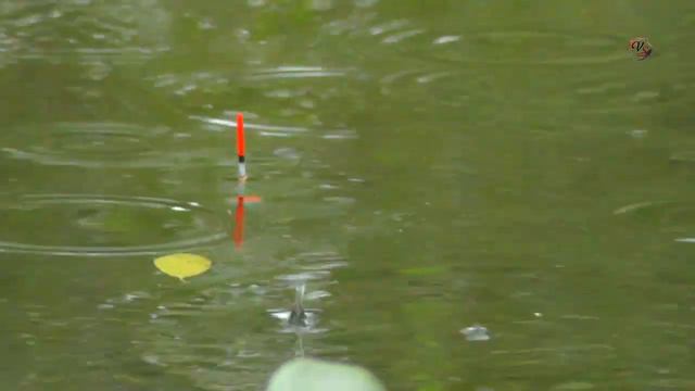 1.Рыбалка на маленькой Речке, Съёмка над и под водой. Ловля плотвы, ельца, уклейки, окуня, карася смотреть онлайн