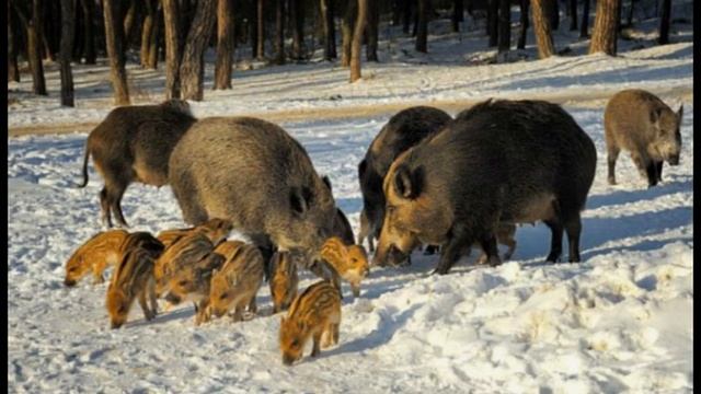 Как зимуют звери в лесу . смотреть онлайн