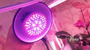 Фитолампы для растений. Какие они и зачем нужны?