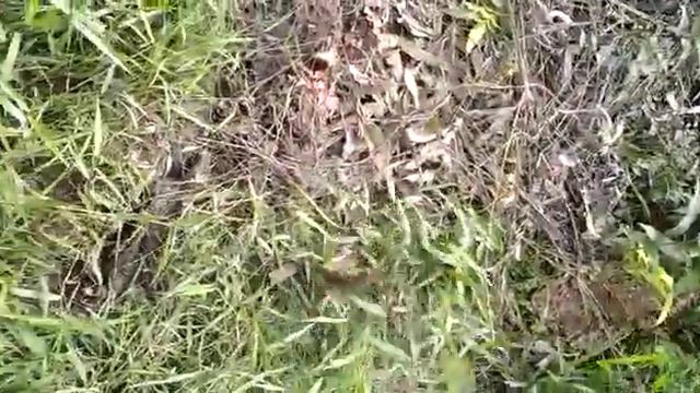 lubang 80 juta!!! strike bertubi tubi mas sehhh смотреть онлайн