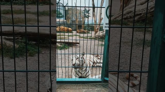 Котик ? Cat Tiger ? Дикте животные. Зоопарк. смотреть онлайн