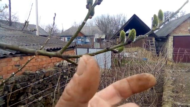 Верба козяча, як розмножити? смотреть онлайн