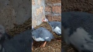 Как кричат цесарки