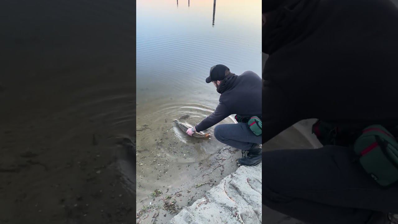 Отпускаю щучку! поймал на микроджиг. смотреть онлайн