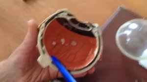 Анатомия глаза (на макете)