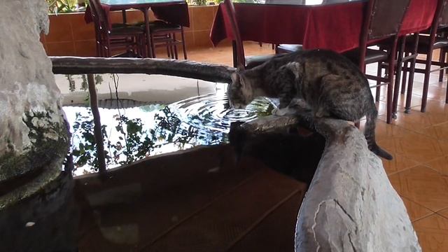 КОТ не ест РЫБУ CAT doesnt eat FISH кошка рыба cats food что едят кошки кошачья еда корм смотреть онлайн