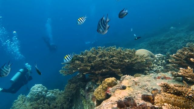Fun Dive Tenggol Island | 20th May 2023 | CWS Mustang | Tanjung Gemok смотреть онлайн