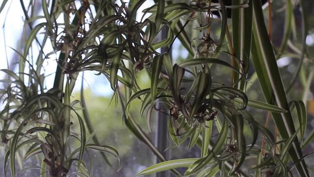 SPIDER PLANT CARE and PROPAGATION 》chlorophytum comosum #houseplants смотреть онлайн