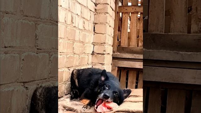 #приютлюбимки #соня #вкуснятина #животные Подписывайтесь, чтобы не пропустить новые прикольные виде смотреть онлайн