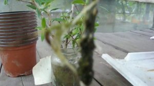 РАЗМНОЖЕНИЕ ГРАНАТА ЧЕРЕНКАМИ Vselennaya uvlecheniy