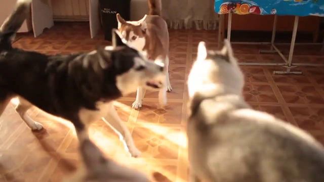 Что бывает, когда приходишь в гости к хаскам смотреть онлайн
