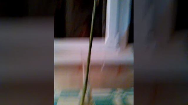 Декоративный бамбук счастья уход)Ксения Hik) смотреть онлайн