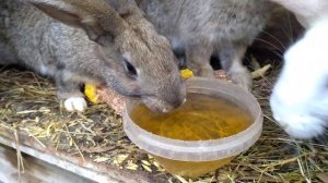 Кролиководство!!! (Профилактика от кокцидиоза, раствор йода)