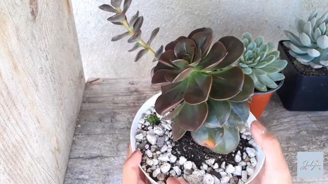 Echeveria Melaco: Cuidados Generales Y Reproducción 🌱// Jolujim