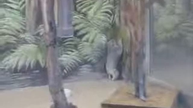 Коала пытается залезть на нарисованное дерево смотреть онлайн