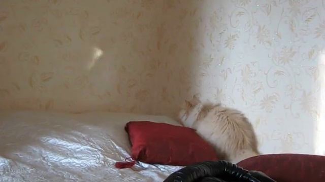 Котик и солнечный зайчик.. смотреть онлайн