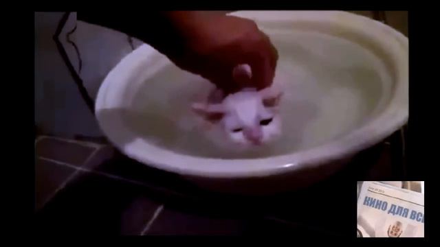 Мокрый мокрый кот смотреть онлайн