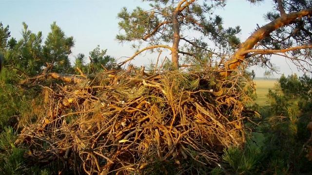гнездо орла могильника смотреть онлайн