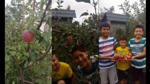 Сорт яблок Вильямс Прайд