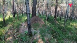 Что делать если заблудился в лесу?