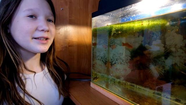 Золотая рыбка и Рыбная слобода.#экотуризм смотреть онлайн