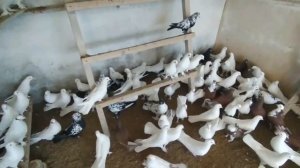 Бакинские голуби 2021 баку