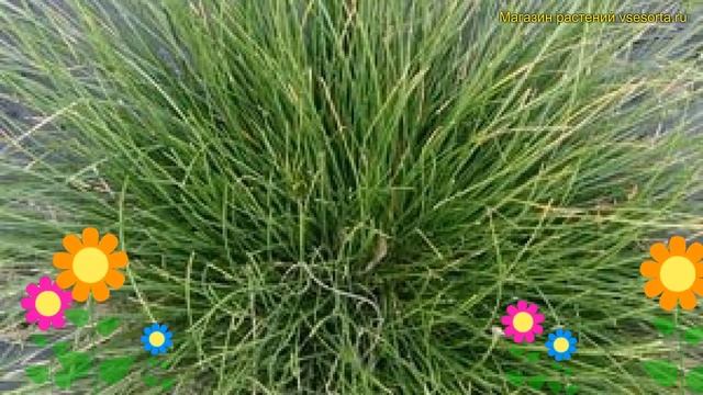 Осока дэвелла Дэвелла. Краткий обзор, описание характеристик, где купить саженцы Carex Davalliana