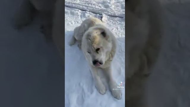 alabai ! подборка лучших видео ЦЕЗАРЬА 👑👑 смотреть онлайн