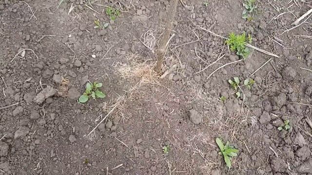 Посадка рассады арбузов и дынь в грунт! смотреть онлайн