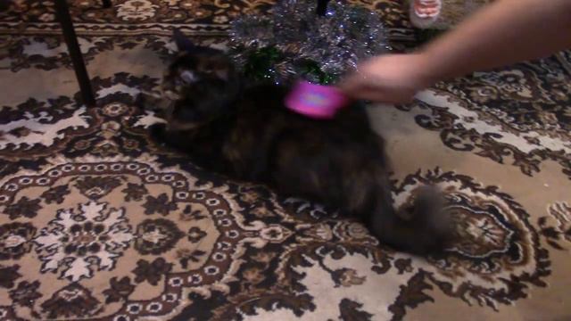 Кошачье счастье 😍🐅🐱 Буся кайфует😊😍 смотреть онлайн