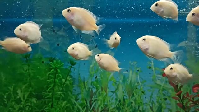 Цихлазома фламинго смотреть онлайн