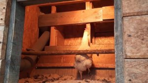 Обогрев курятника ЗИМОЙ!!! ЭКОНОМИЯ на отоплении. - 10 рублей в день!!!