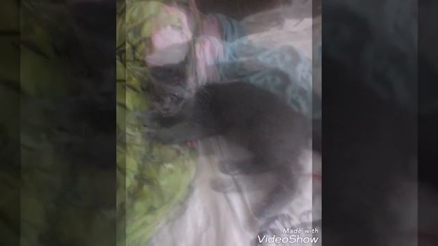 Лютик в здание смотреть онлайн